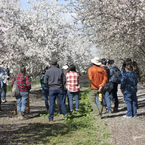 More than a dozen people stand between blooming almond trees in an orchard that has green vegetation growing between rows.