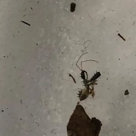 Assassin bug found 8-22-2023 in strawberry north of Watsonville.