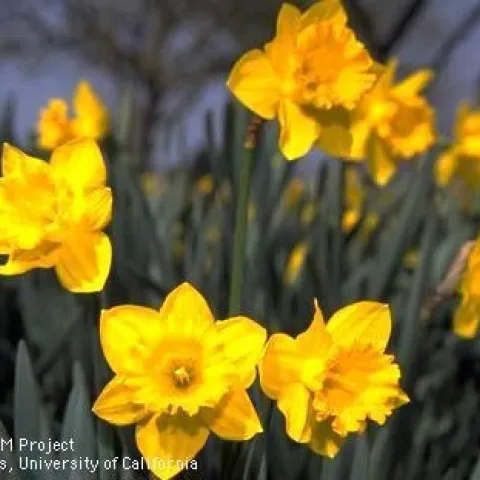 King Alfred daffodils. UC Stratewide IPM Project. Jack Kelly Clark
