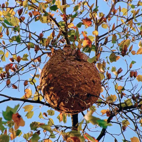 The egg-shaped nest of a yellow-legged hornet, Vespa velutina. This 33 feet high on a Liriodendron tulipífera and identified in November 2015 at the Plaza Pedro Nunes, Porto, Portugal. It became visible when autumn leaves fell. (Photo by Paula Jorge, courtesy of Wikipedia)