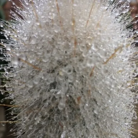 photos by Jennifer DeDora