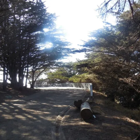 San Franciso Sutro Park by Brenda Altman