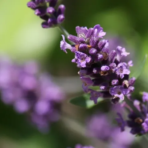 Echter Lavendel (Lavandula angustifolia) by blumenbiene is licensed under CC BY 2.0.