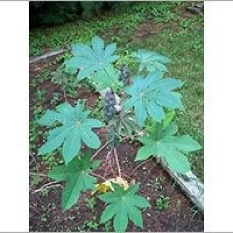 Castor bean plant (Ricinus communis)_ASPCA
