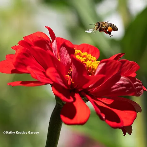 A honey bee, packing a load of orange pollen, buzzes over a red zinnia in a Vacaville pollinator garden. (Photo by Kathy Keatley Garvey)