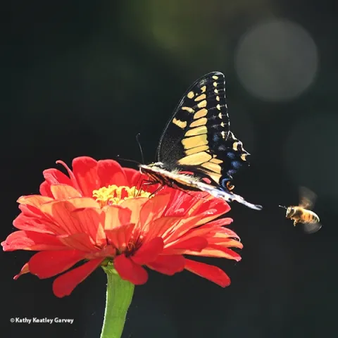 An Anise Swallowtail, sipping nectar from a red zinnia, seems unaware of a buzzing honey bee. (Photo by Kathy Keatley Garvey)