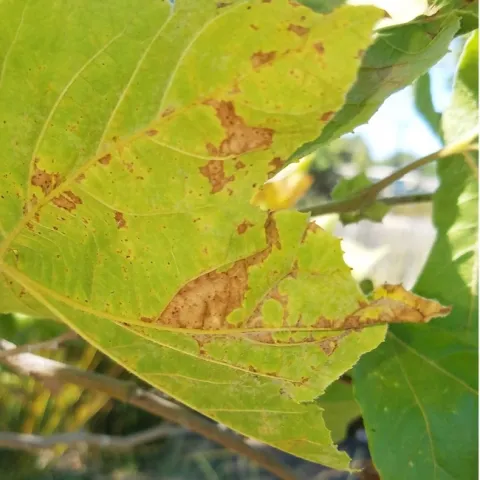Close up of a green sycamore tree leaf with irregular brown spots.