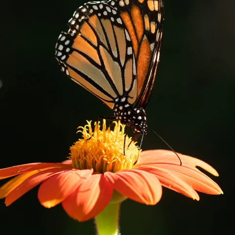 A male monarch nectaring on a Mexican sunflower, Tithonia rotundifola, in a Vacaville pollinator garden. (Photo by Kathy Keatley Garvey)