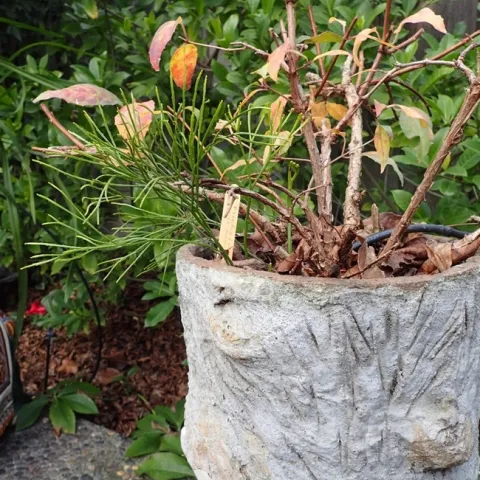 Mystery plant sharing a pot with a dormant Fuchsia. photos by Patricia Matteson