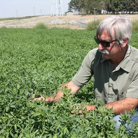 Douglas Walsh, professor and Extension specialist in the Department of Entomology, Washington State University, working in an alfalfa field. (WSU Photo)