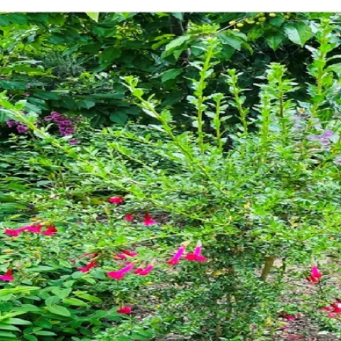 Sacred of Andes Photo Credit Ranier Hoenicke