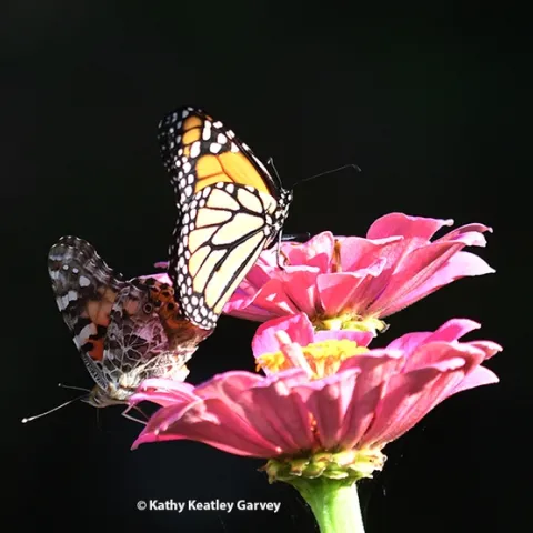 A painted lady, Vanessa cardui, touches down next to a male monarch, Danaus plexippus, on a pink zinnia in a Vacaville pollinator garden. (Photo by Kathy Keatley Garvey)