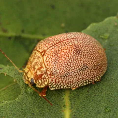 A small, round tan beetle covered in tiny orange dots.