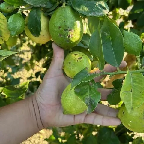 citrus edema fruit