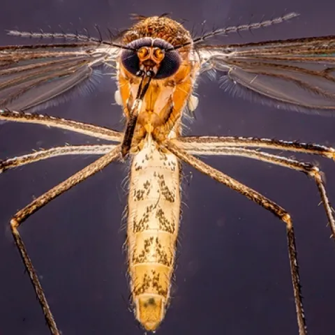 A female Culex tarsalis. (Photo by Geoffrey Attardo)