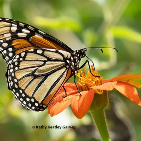 A monarch butterfly nectars on a Mexican sunflower (Tithonia rotundifola) in a Vacaville pollinator garden on Sept. 3, 2023. (Photo by Kathy Keatley Garvey)