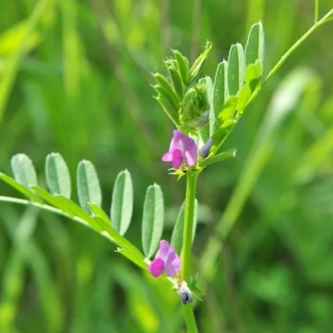 2023 Fall CoverCrops01