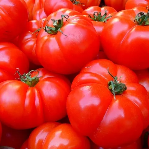 Perfectly ripe tomatoes for canning