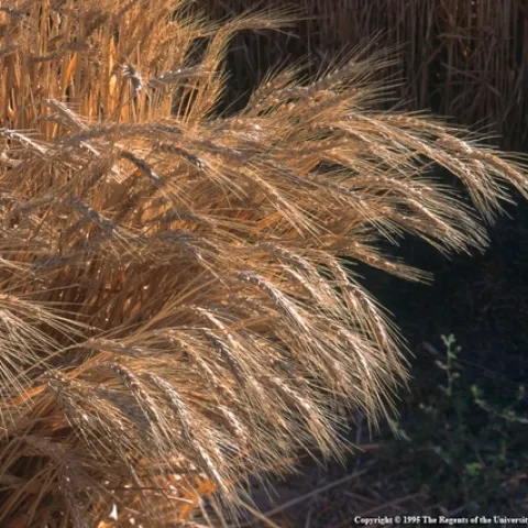 Close up of wheat in the field.