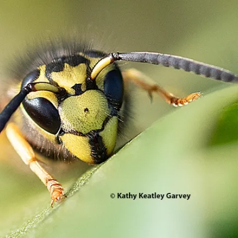 A western yellowjacket, Vespula pensylvanica, peers at the photographer. It is on a Myoporum at Bodega Bay. (Photo by Kathy Keatley Garvey)