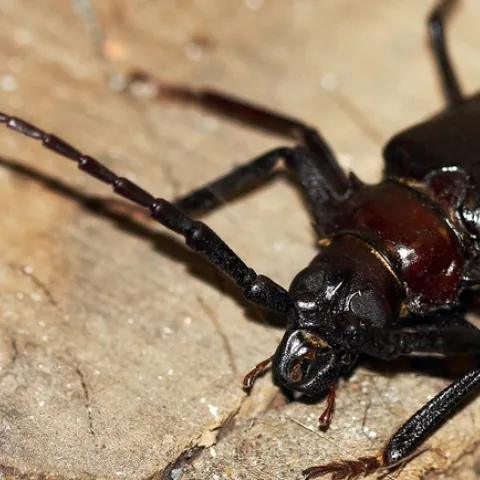 Palo Verde Beetle, Mandibles by cobalt123 is licensed under CC BY-NC-SA 2.0.