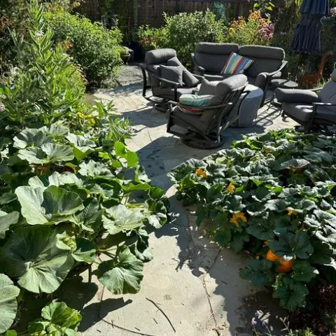 The pumpkin vines nearly meet! photos by Erin Mahaney