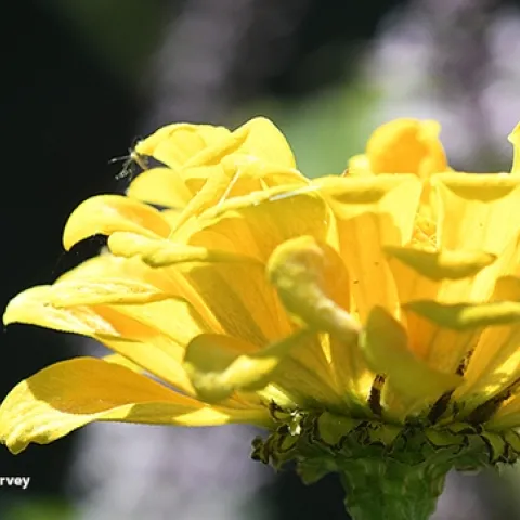 A bee fly, family Bombyliidae, heads for a yellow zinnia in a Vacaville pollinator garden. (Photo by Kathy Keatley Garvey)