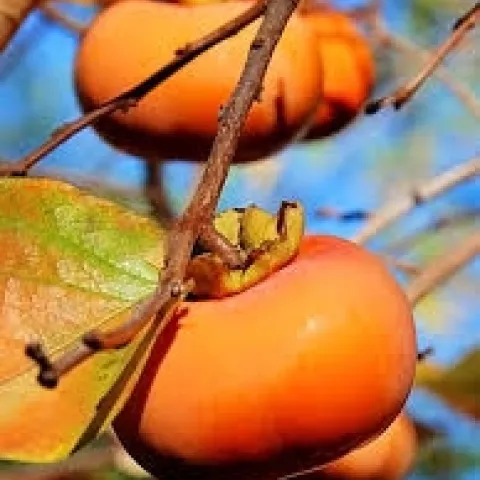 Enjoy persimmons now. (Photo: Nancy Devaurs)