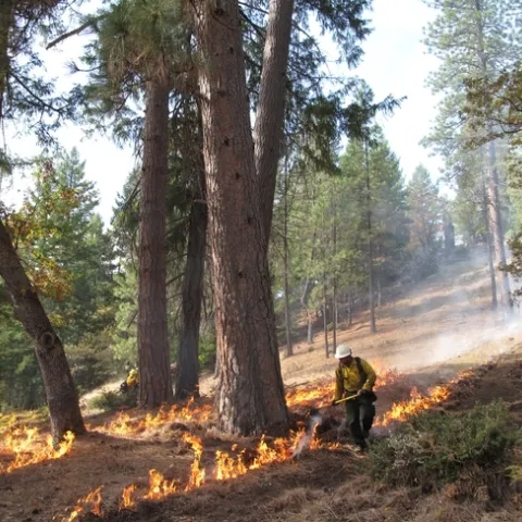 La mayor barrera para incrementar el uso de fuegos prescritos para reducir el combustible que alimenta los incendios forestales es la falta de un seguro de responsabilidad para los practicantes de este método.