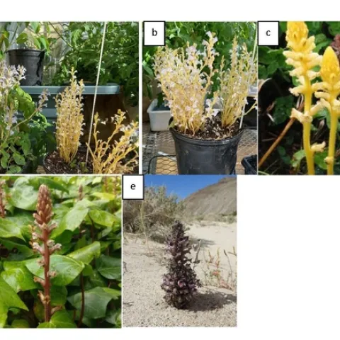 Figure 1: Broomrape species
a: Egyptian broomrape (left) grown in bio-control greenhouse with branched broomrape (right), b: branched broomrape, c: two color morphs of small broomrape, d: ivy broomrape e: dessert broomrape