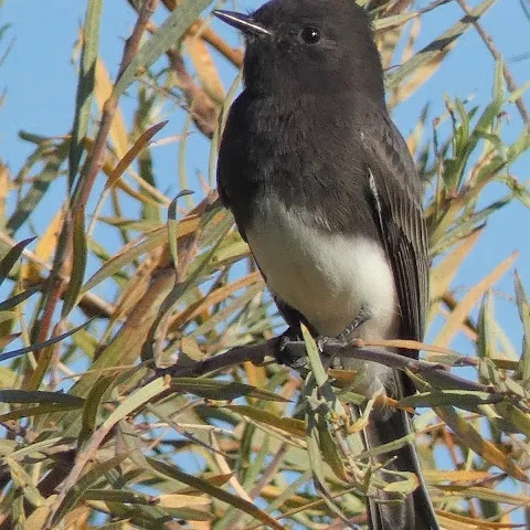 Small black and white bird perched on a limb.