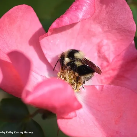 A black-tailed bumble bee, Bombus melanopygus, foraging on a rose in Benicia, Calif. (Photo by Kathy Keatley Garvey)