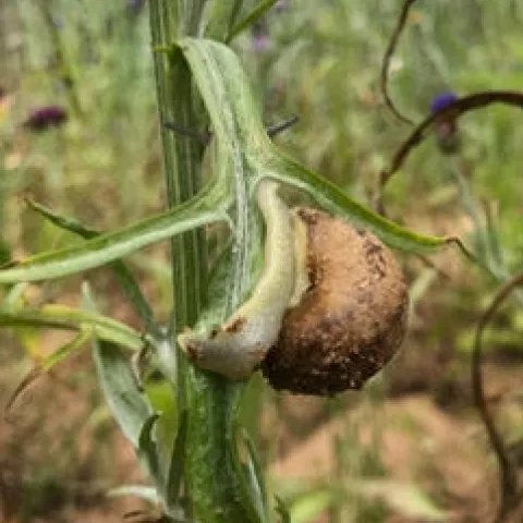 Hand pick snails the early morning. (All photos: Nancy Devaurs)