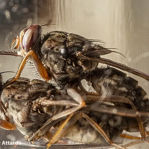 Mating tsetse flies. (Photo by Geoffrey Attardo, UC Davis Department of Entomology and Nematology)