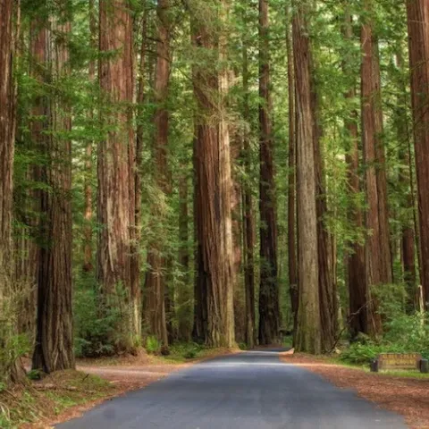 Humboldt Redwoods