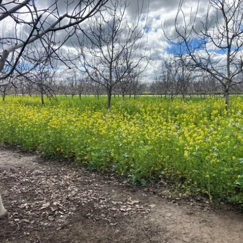 Mustard blend cover crop stand in a walnut orchard in March.