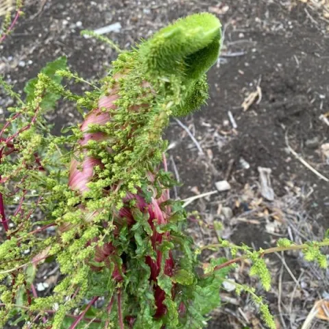 photos by Calvin Jones