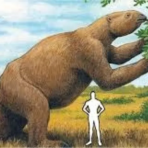 ground sloth