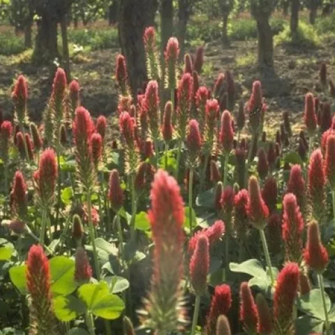 Crimson Clover - UC SAREP Bob Bugg