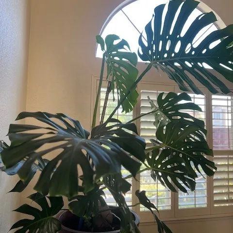 photos by Elvira Deleon