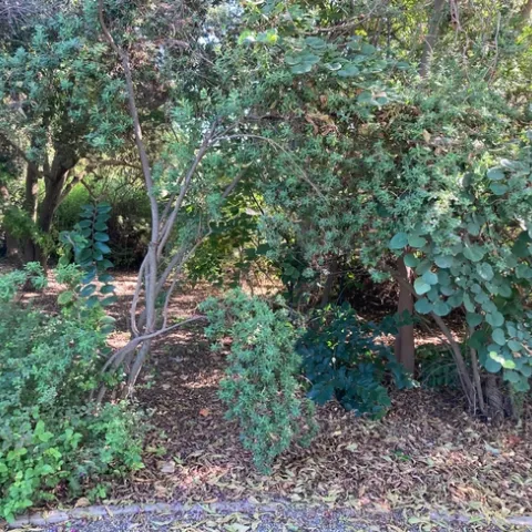 There's no need to rake all the leaves that fall on garden beds. They can be used as mulch. (Photo: Jeannette Warnert)