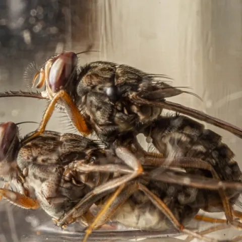 Mating tsetse flies. (Photo by Geoffrey Attardo, UC Davis Department of Entomology and Nematology)