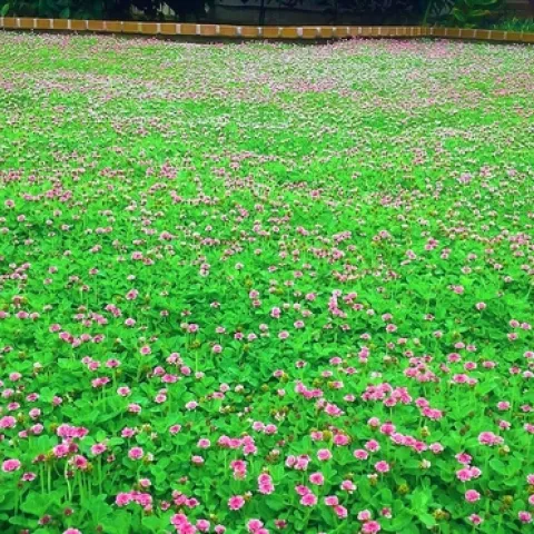 chong-2a-1280x731 Kurapia Inc