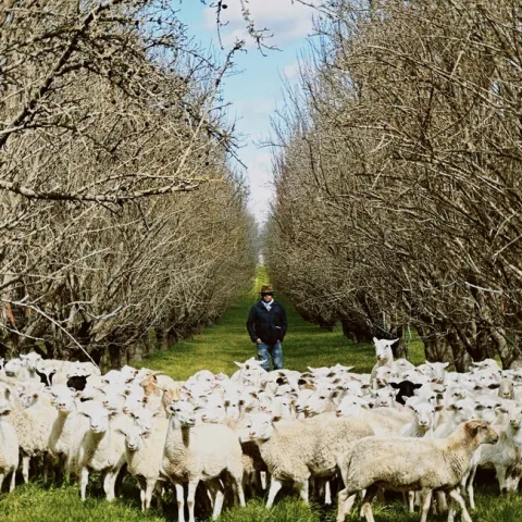 A shepherd stands behind a flock of white sheep in a dormant orchard.
