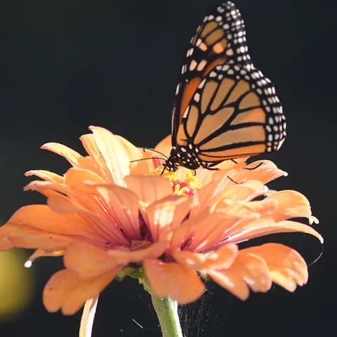 A migrating monarch butterfly finds nectar in a zinnia in a Vacaville pollinator garden. (Photo by Kathy Keatley Garvey)