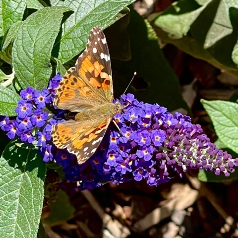 Orange, brown and white spotted butterfly on a purple blossom.