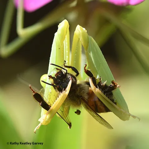 This praying mantis, Stagmomantis limbata, has just ambushed a honey bee and is grasping it in its spiked forelegs. There is no Harry Houdini-kind of escape. (Photo by Kathy Keatley Garvey)