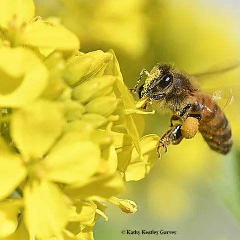 Mustard pollen covers this honey bee. (Photo by Kathy Keatley Garvey)