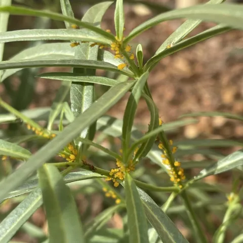 Brightly colored orange insects on a spiky green plant.