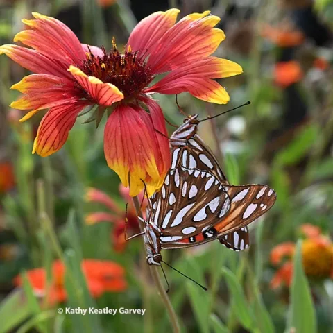 A two-headed butterfly? No, a male and female Gulf Fritillary, Agraulis vanillae, keeping busy on a Gaillardia or blanket flower. The butterflies are also known as "passion butterflies." Their host plant is the passionlower vine, Passiflora. (Photo by Kathy Keatley Garvey)